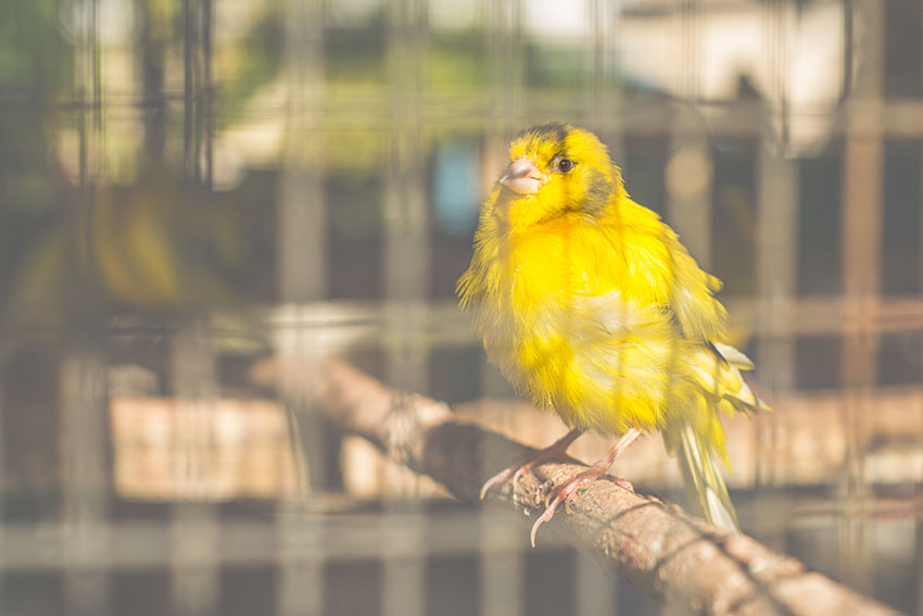 Pet Canary