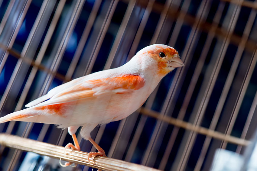 pied canary orange