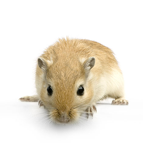 housing gerbils