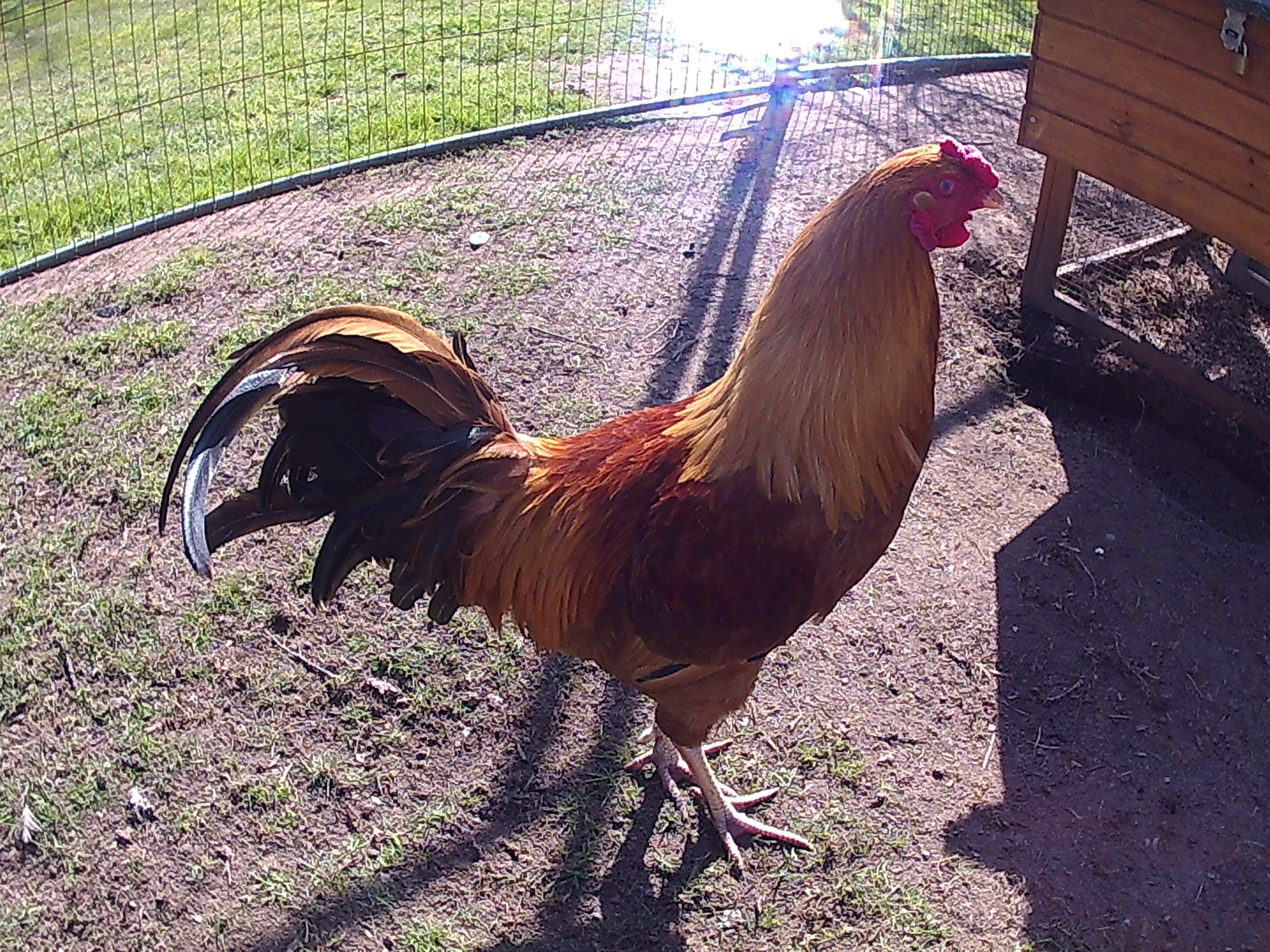 Plymouth Rock Bantam For Sale Chickens Breed Information Omlet