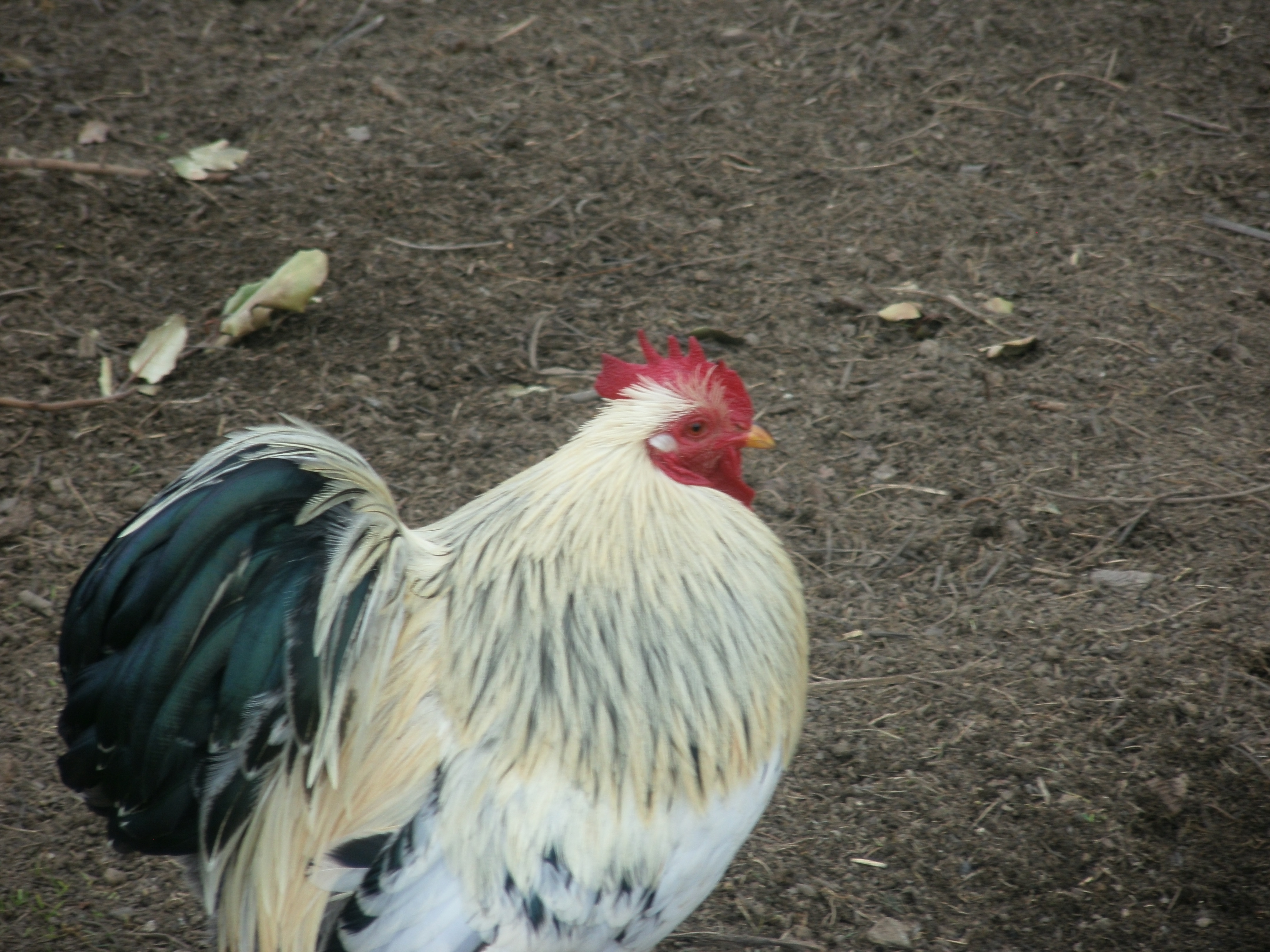 Pekin Bantam For Sale Chickens Breed Information Omlet