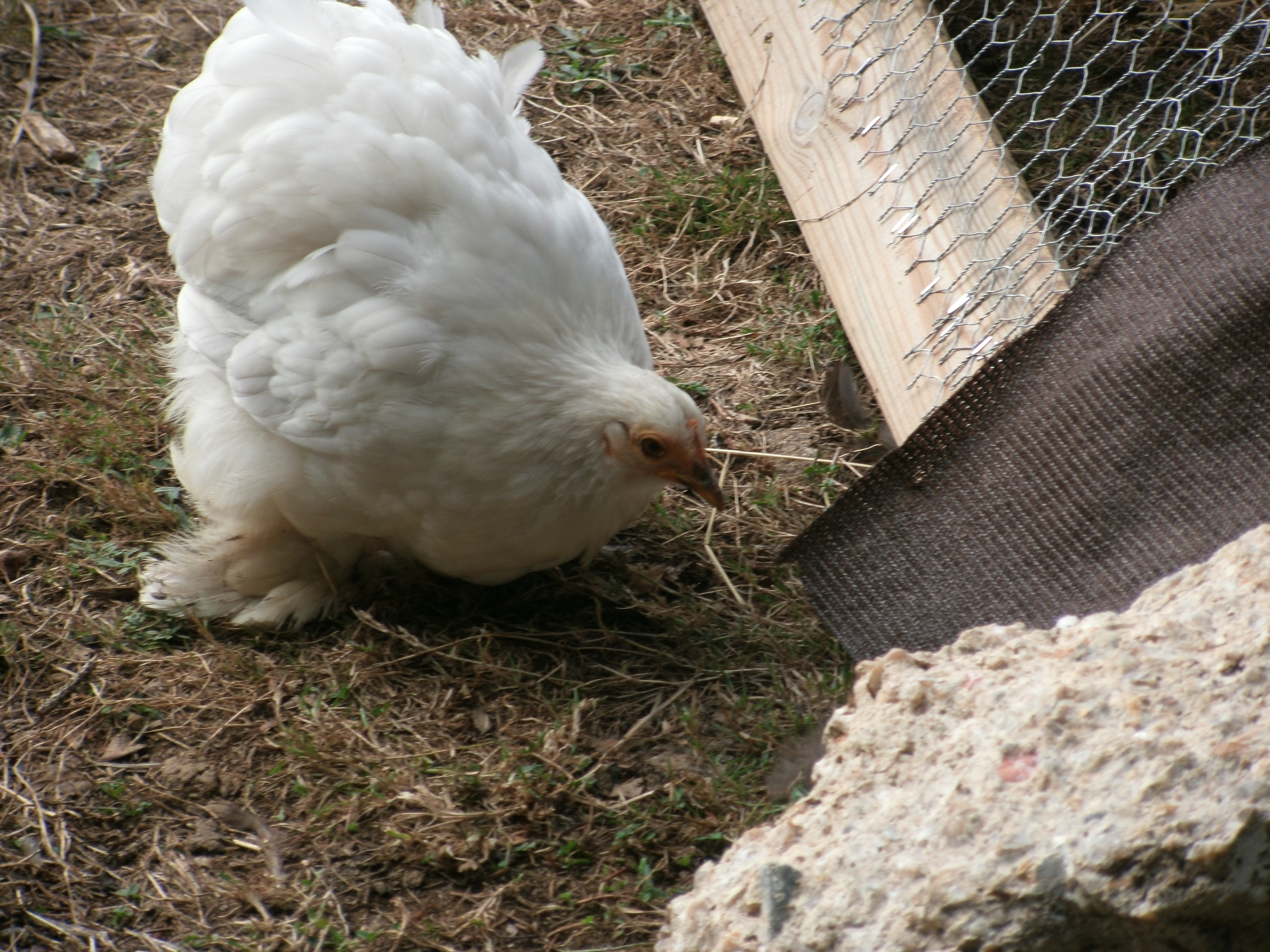 Pekin Bantam For Sale Chickens Breed Information Omlet