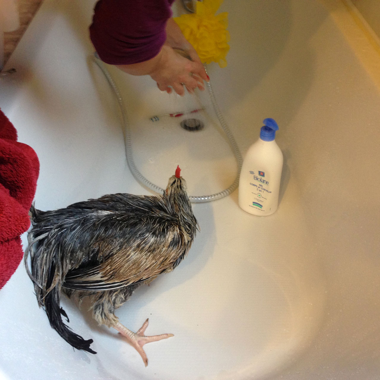 How to Wash and Dry Your Chicken Chicken Care Chickens Guide