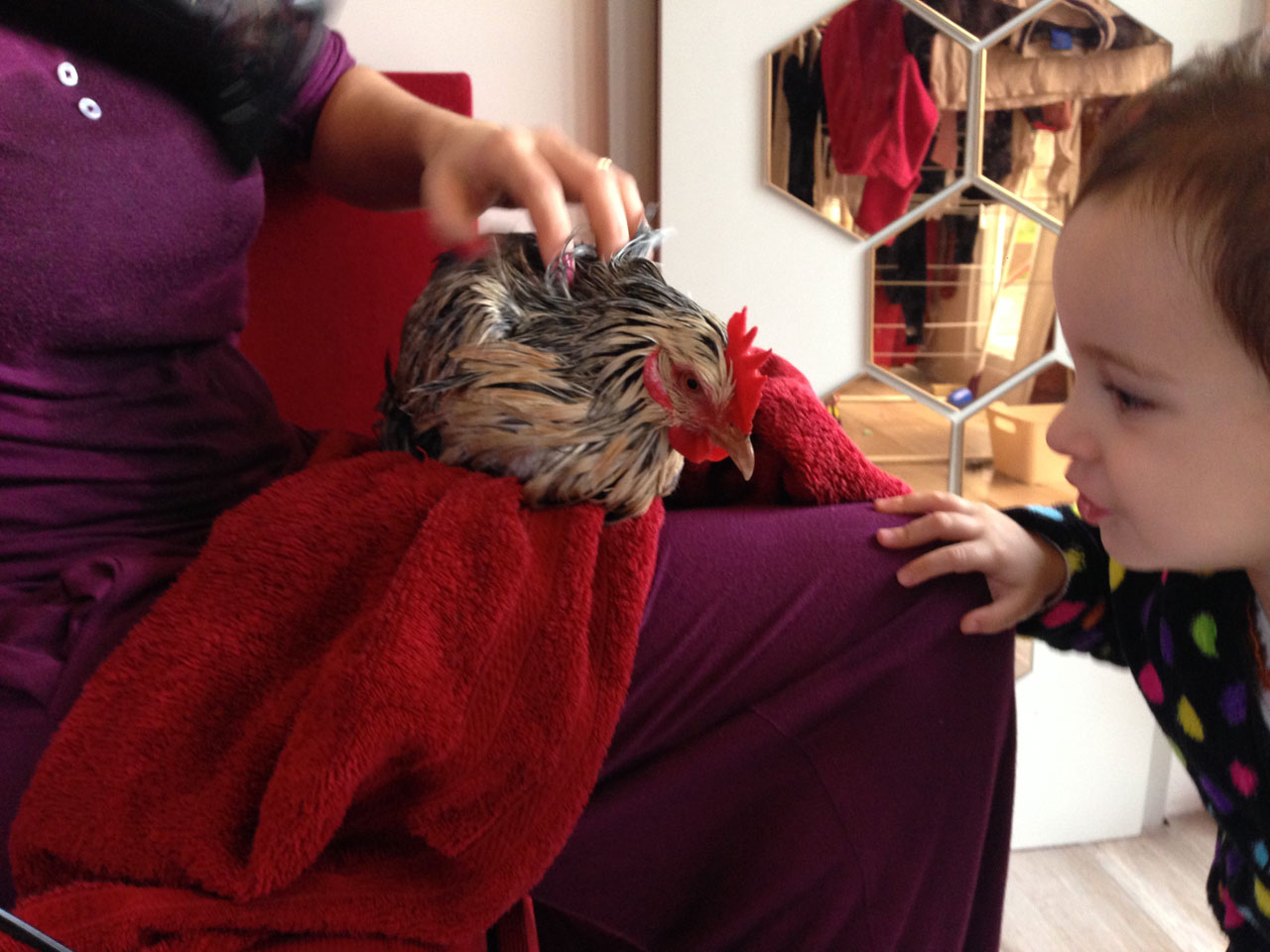 How to Wash and Dry Your Chicken Chicken Care Chickens Guide Omlet UK