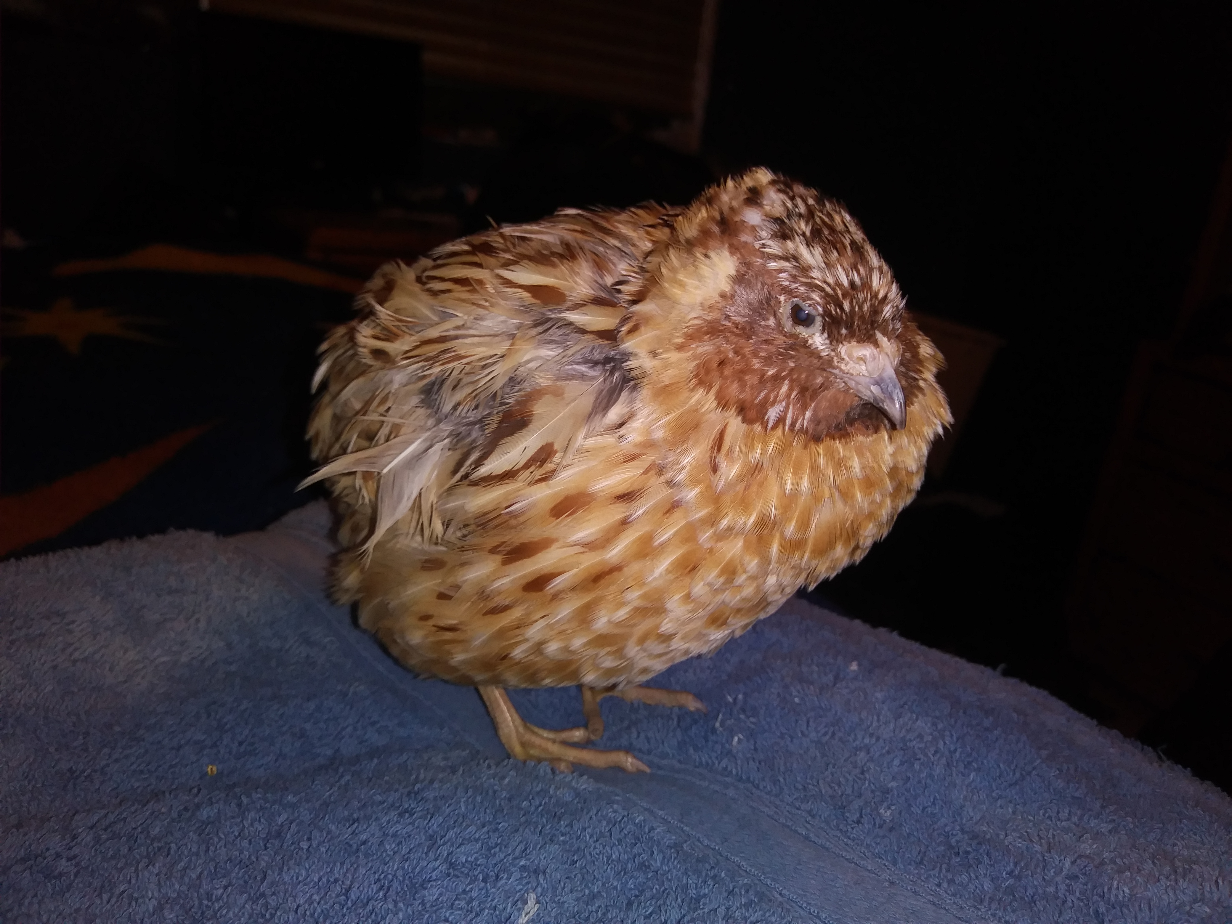 Quail Breeds | About Quail | Quails | Guide | Omlet UK