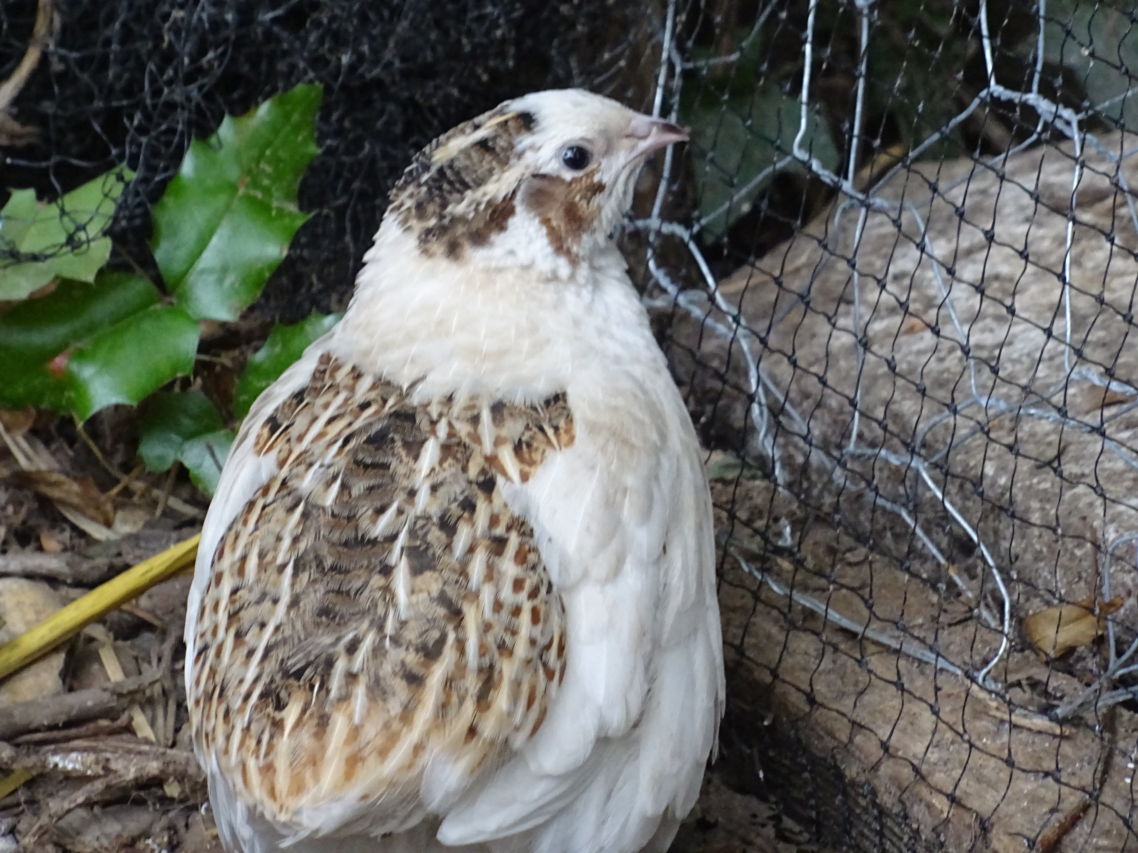 Quails Guide Omlet UK