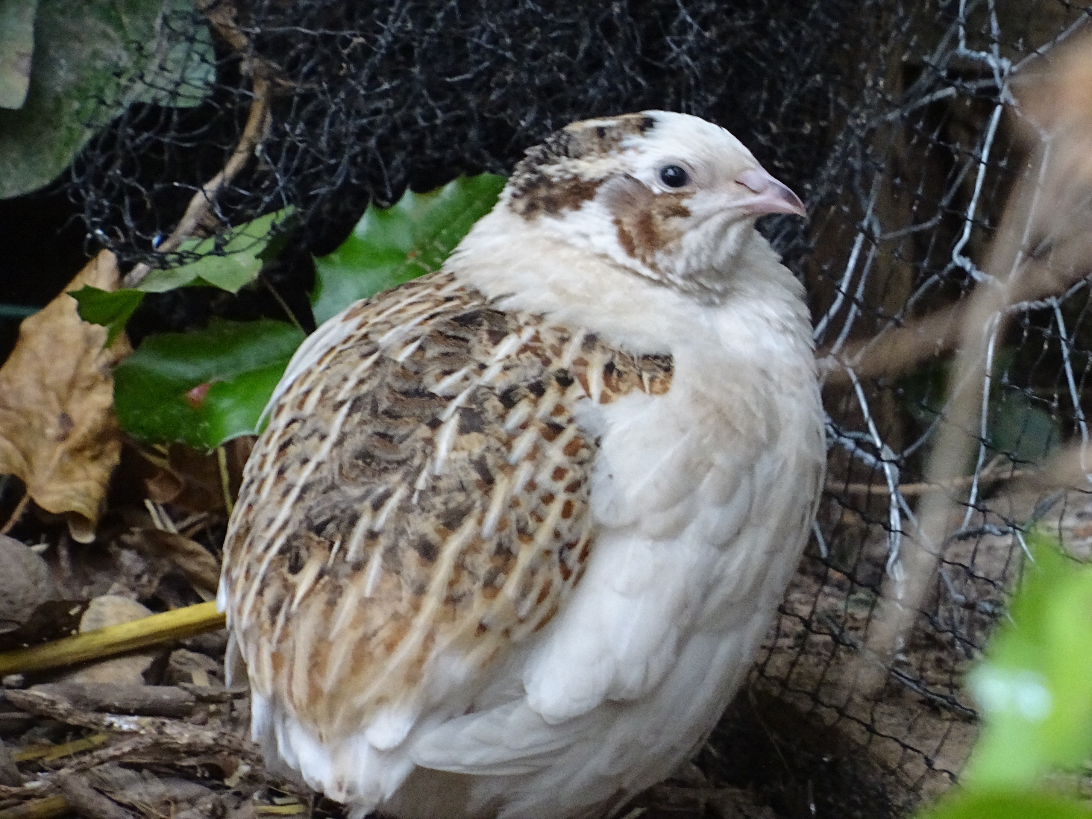 Quails Guide Omlet UK