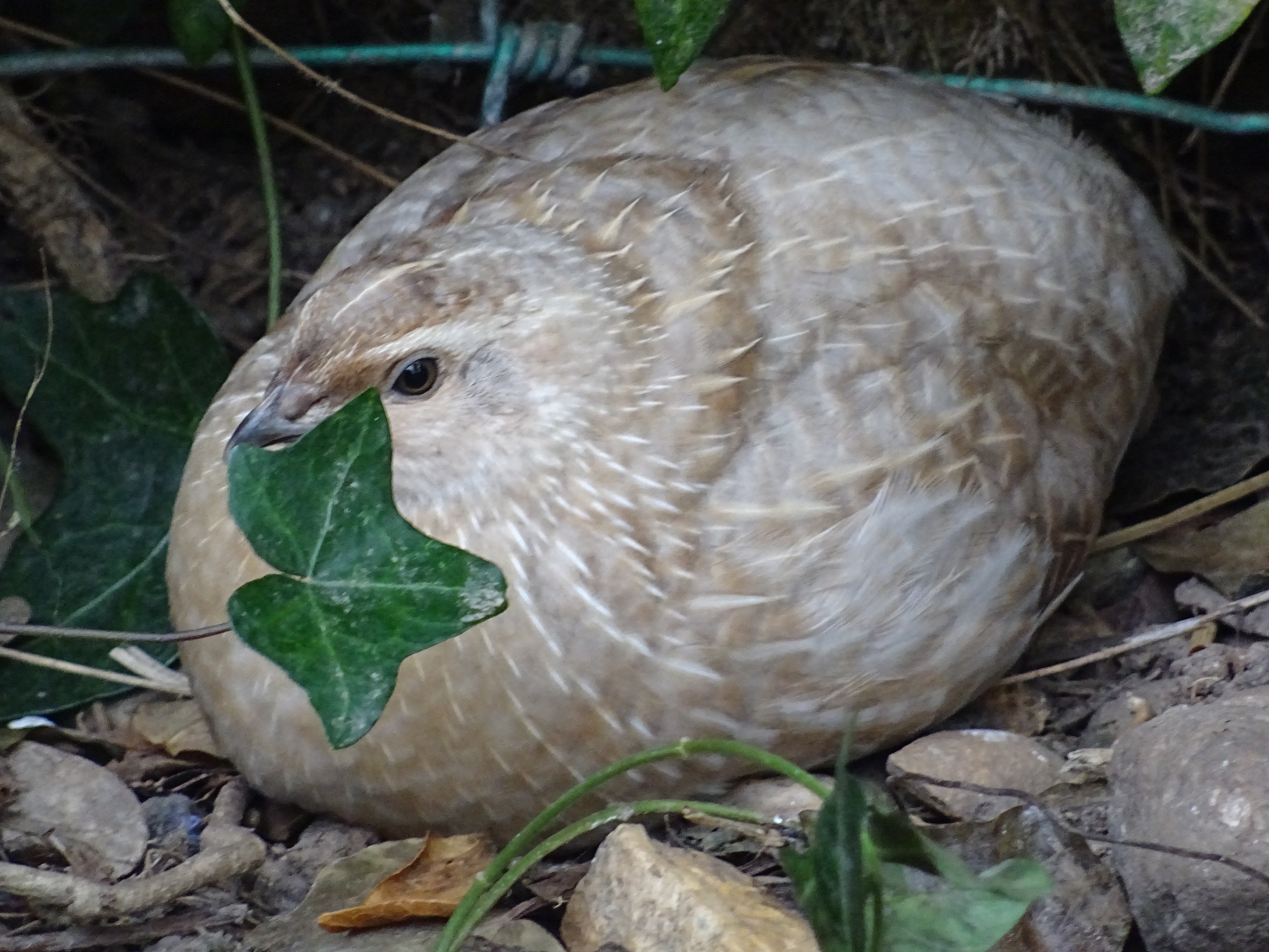 Quails Guide Omlet UK