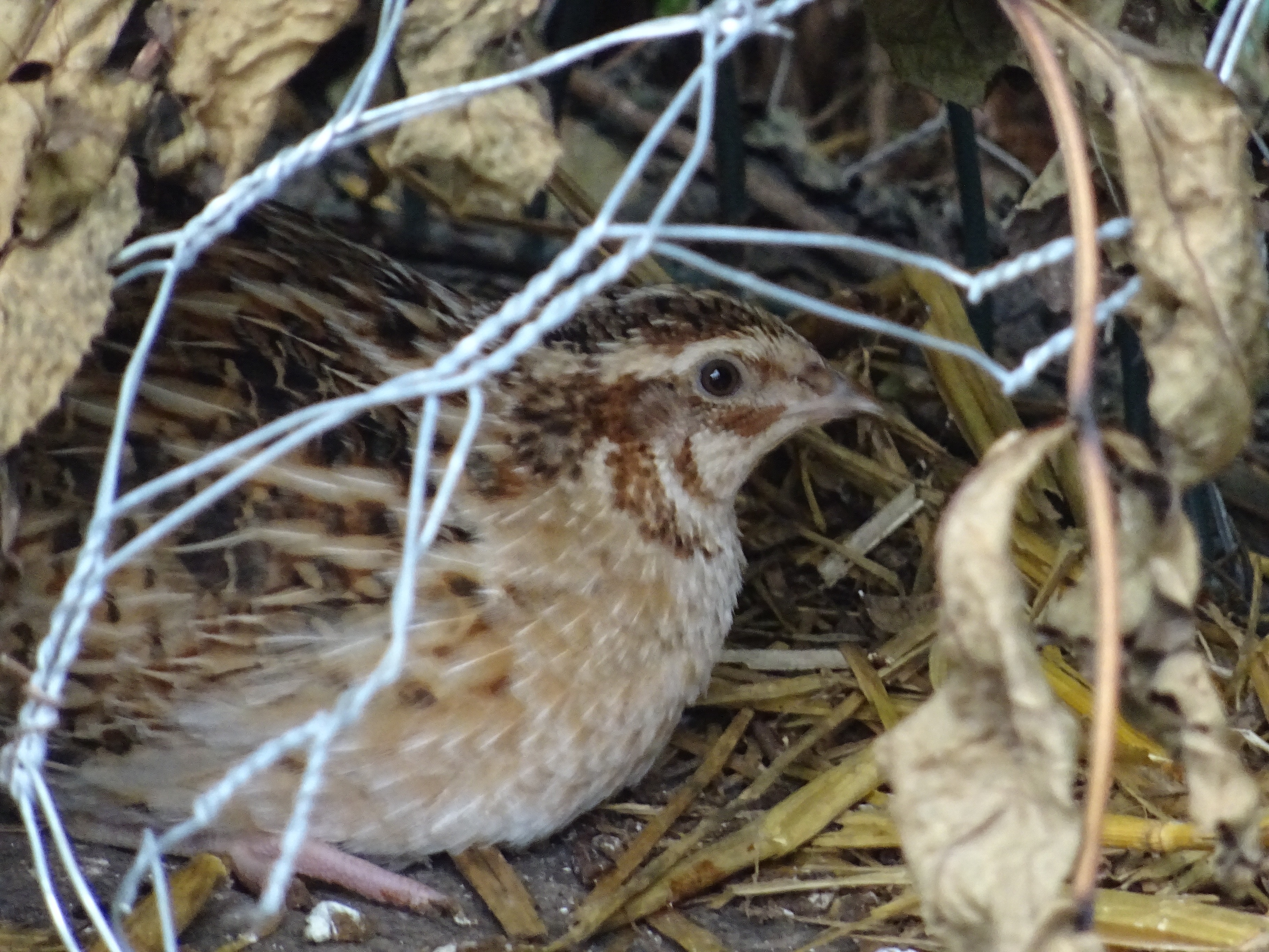 Quails Guide Omlet UK