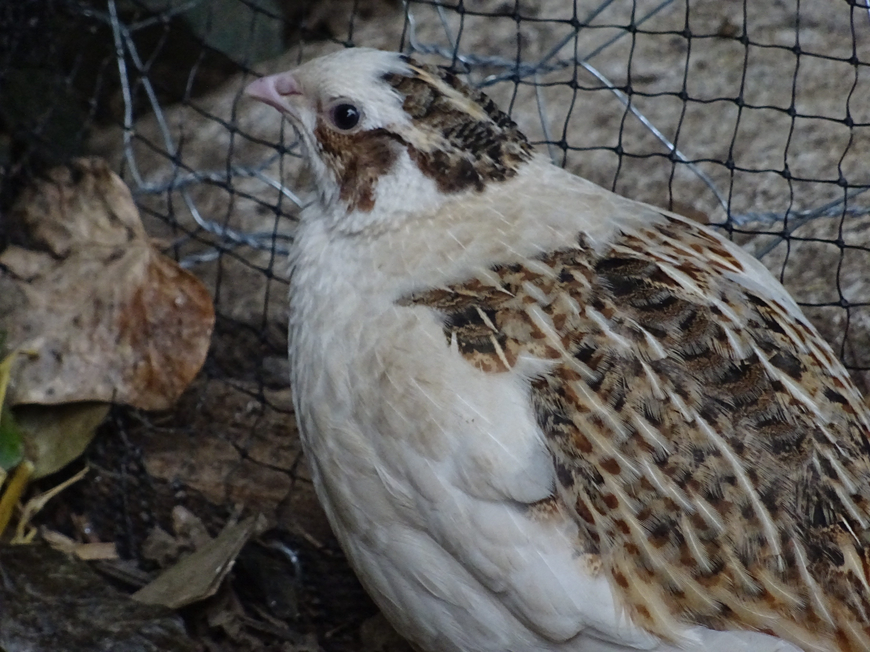 Quails Guide Omlet UK