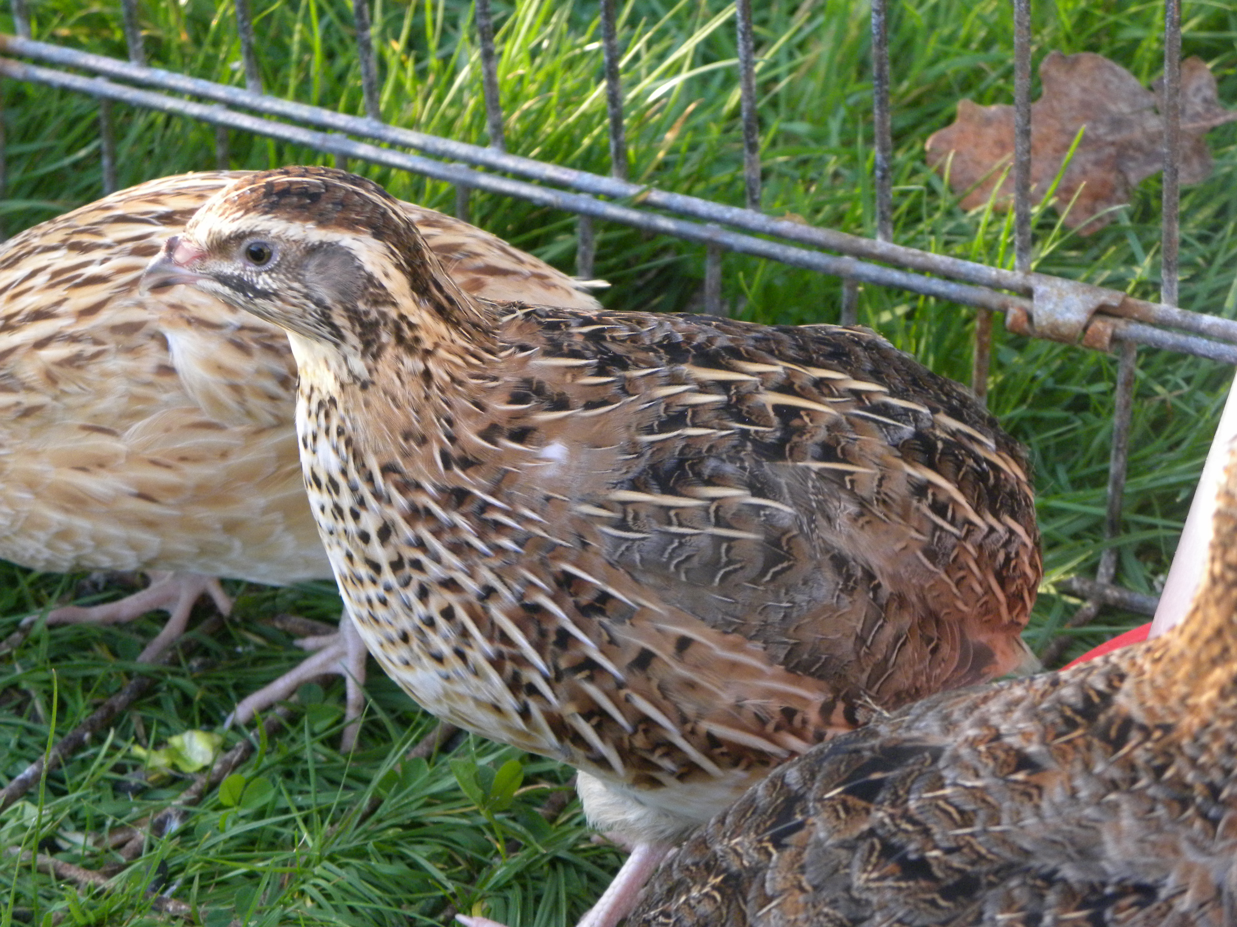 How To Keep Quail Healthy