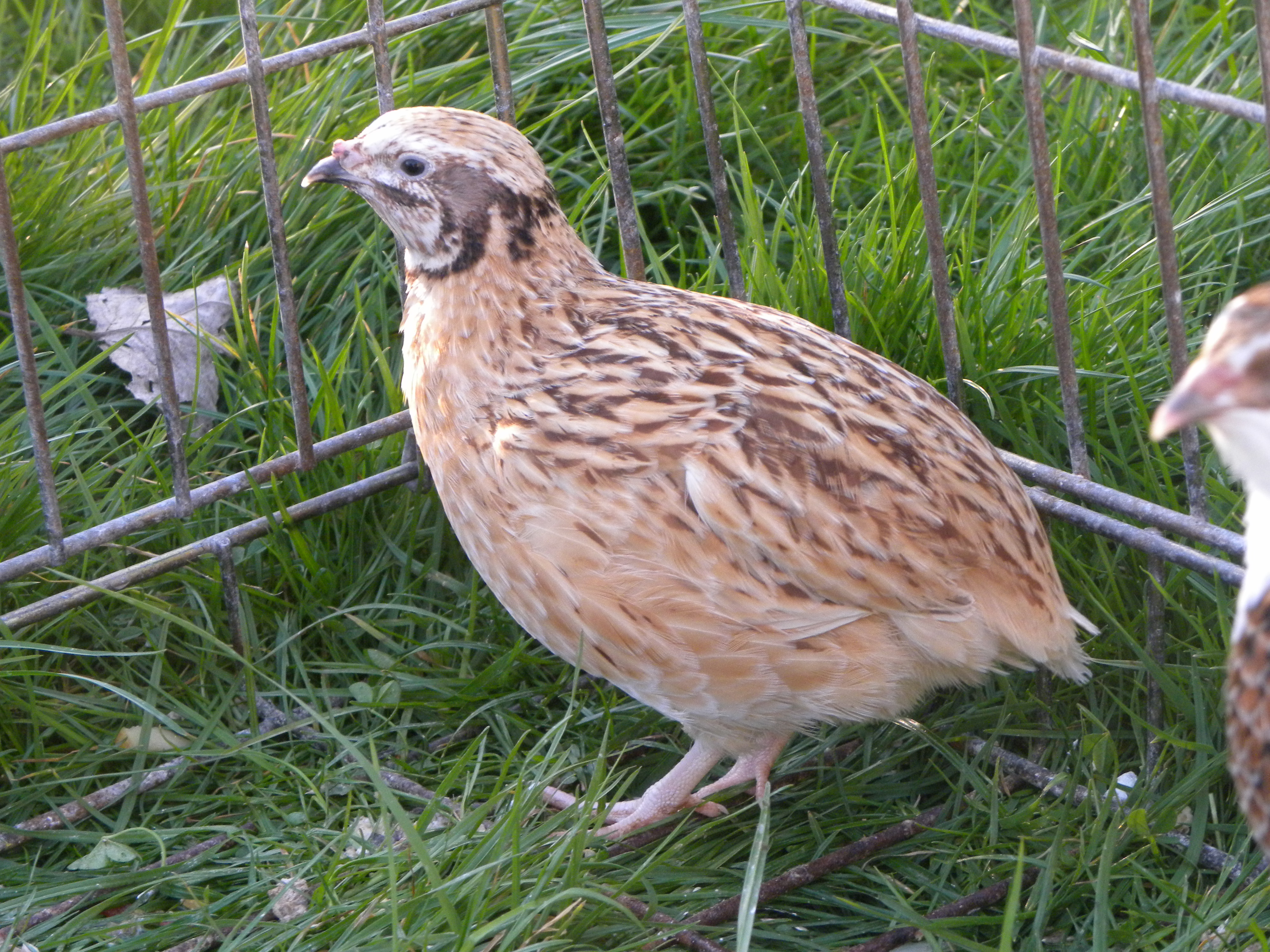 Quails | Guide | Omlet UK