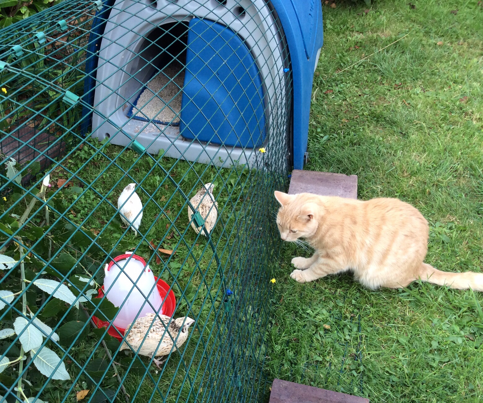 Quails Guide Omlet UK