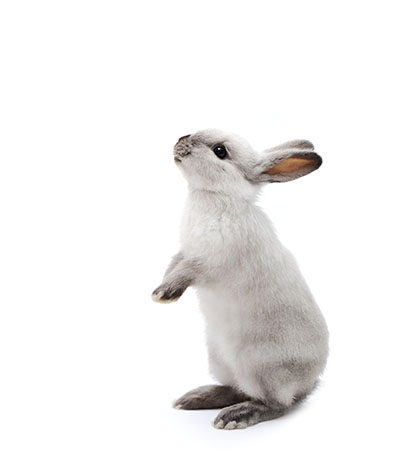 How Do Rabbits Exercise?, Rabbit Hutches, Rabbits, Guide