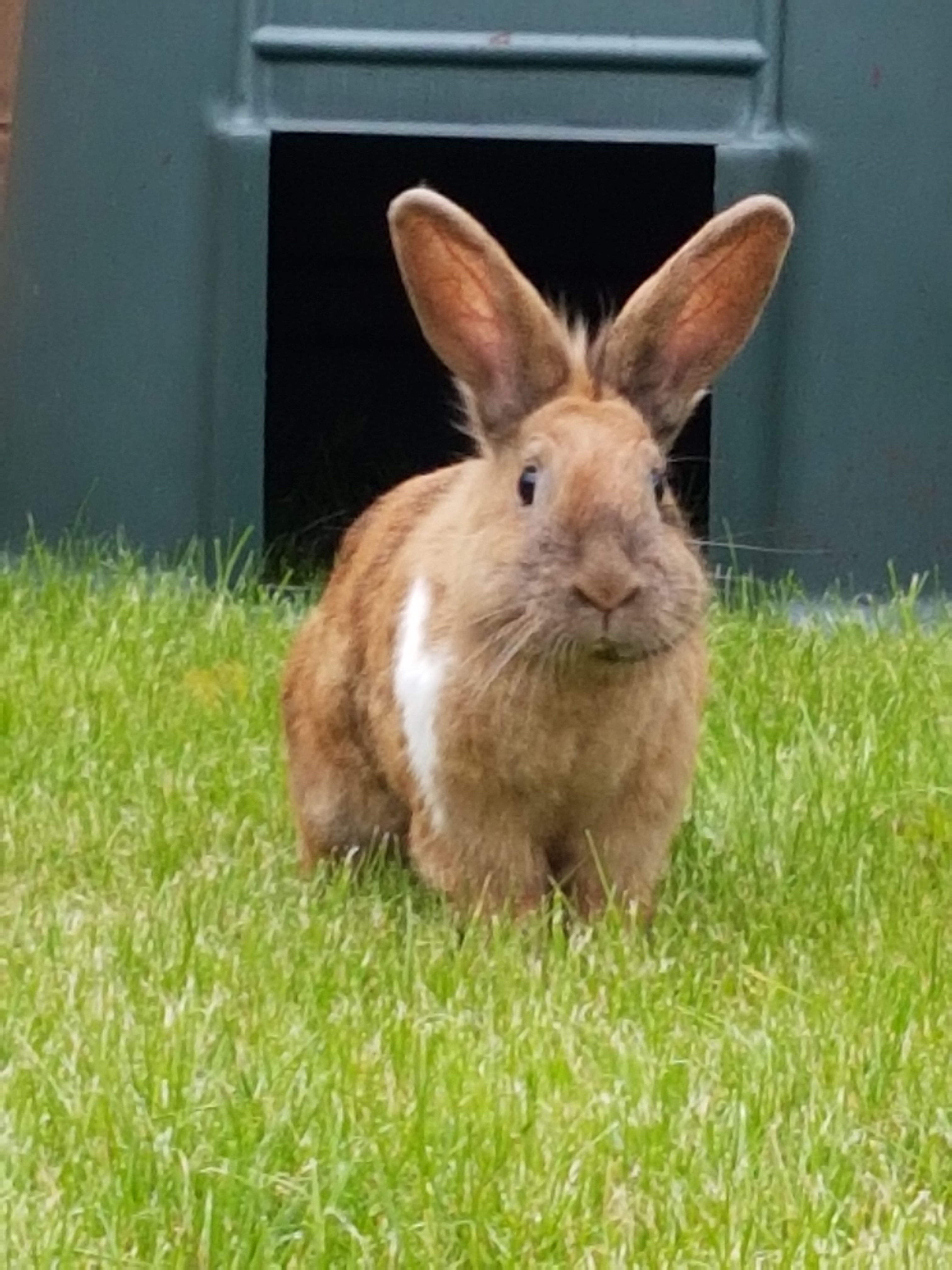 Rabbits Guide Omlet UK