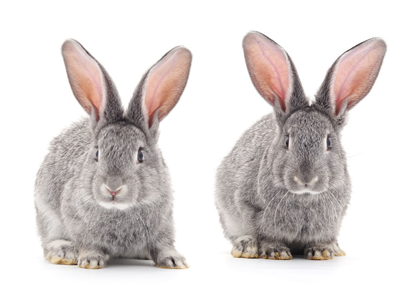 Some Common Rabbit Ailments | Rabbit Health | Rabbits | Guide | Omlet UK