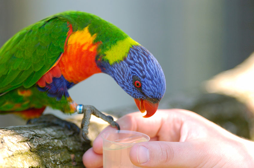 Rainbow lorikeet feeding from hand