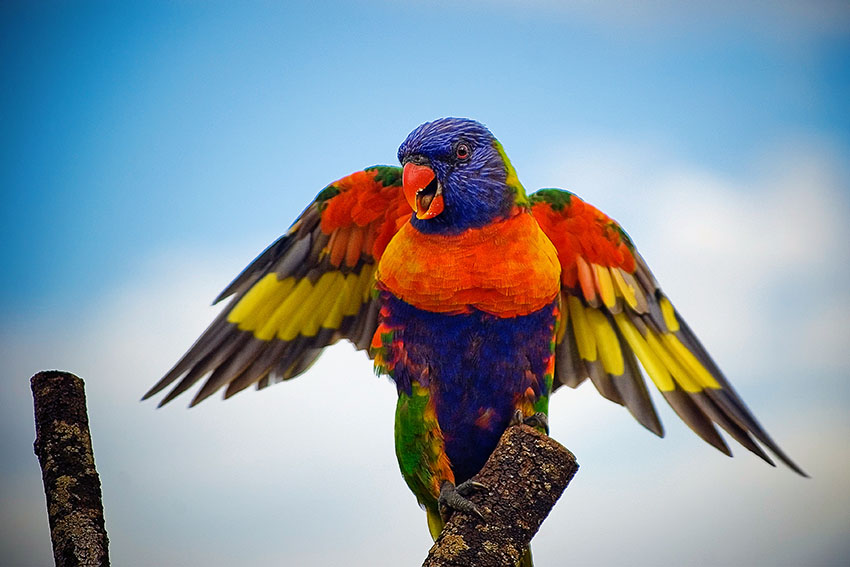 Rainbow Lorikeet wings