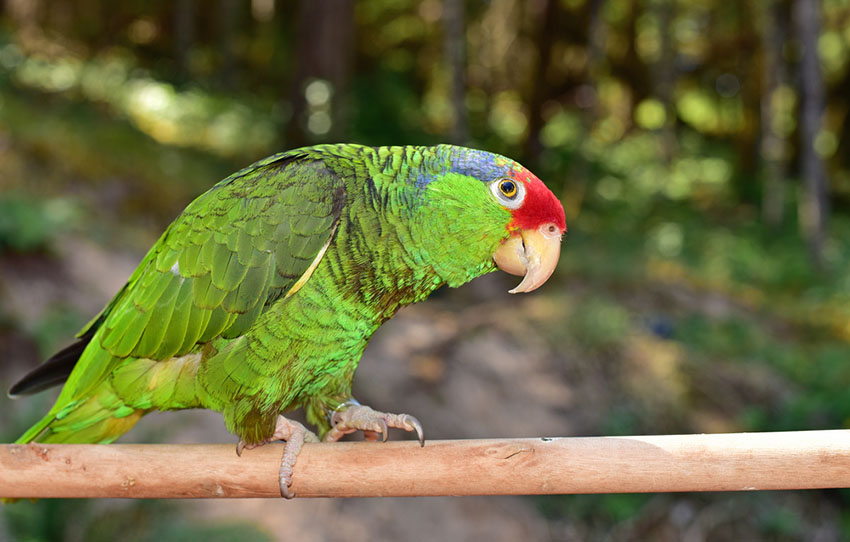 Red-crowned Amazon