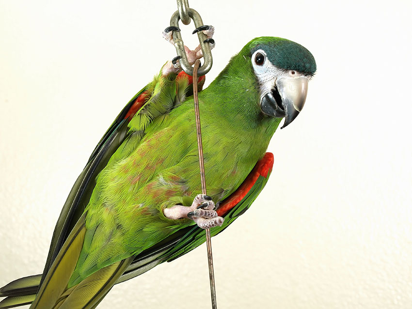 Red-shouldered Macaw, Noble subspecies