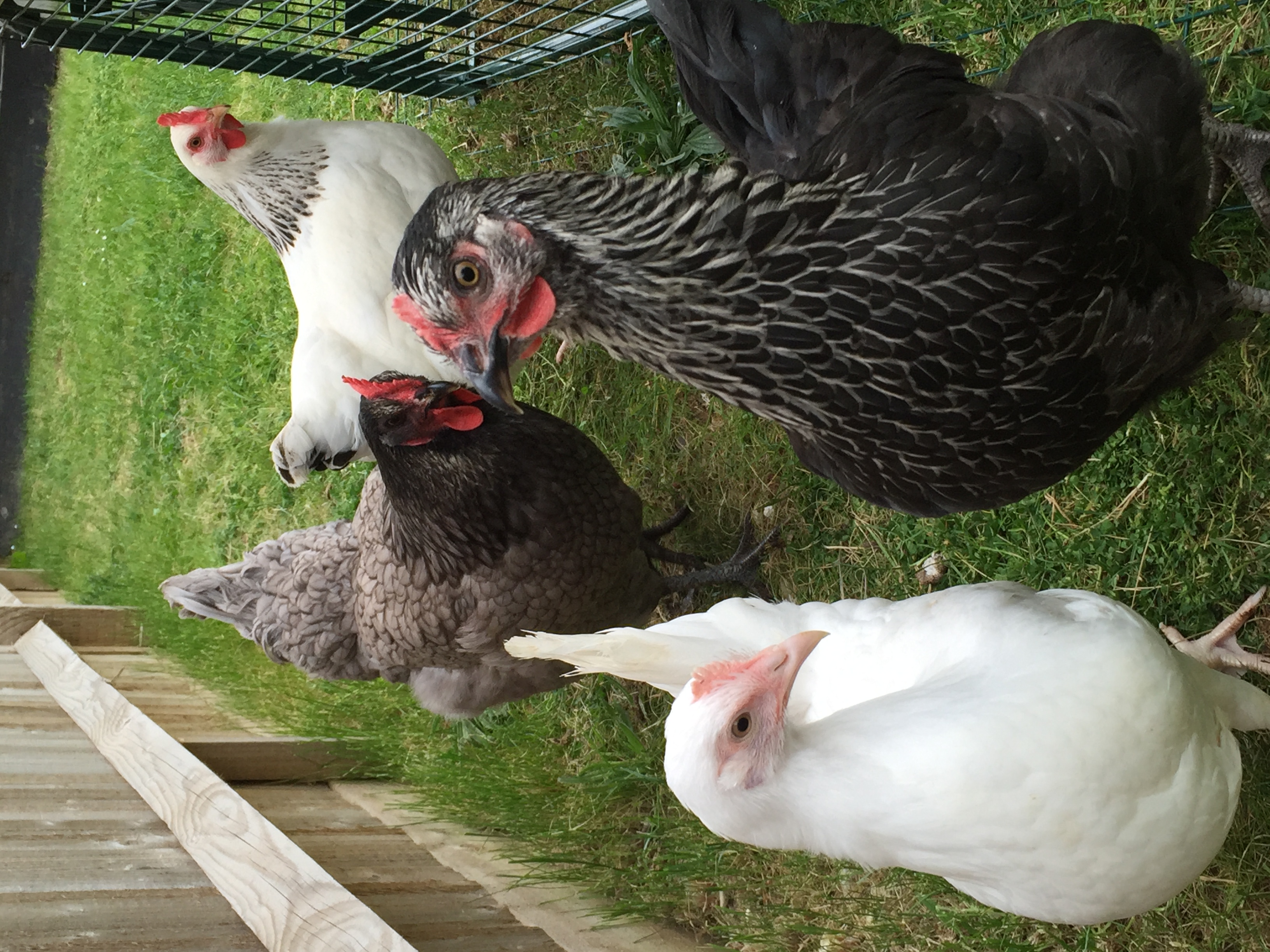 Rhode Island Red For Sale Chickens Breed Information Omlet