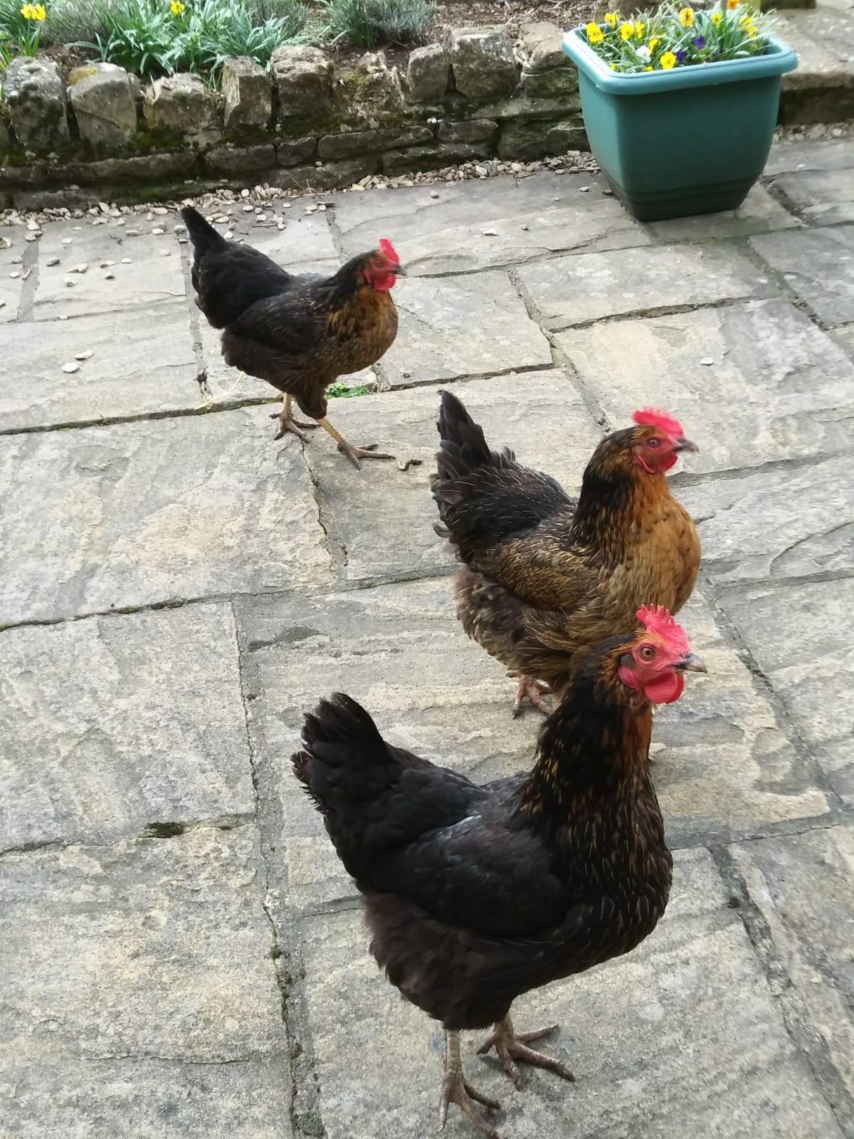 Rhode Island Red For Sale Chickens Breed Information Omlet