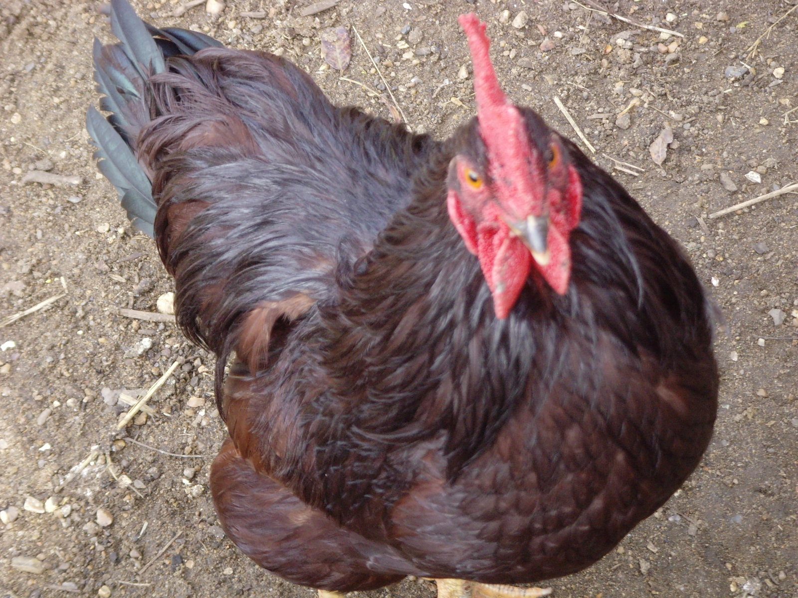 Rhode Island Red For Sale Chickens Breed Information Omlet