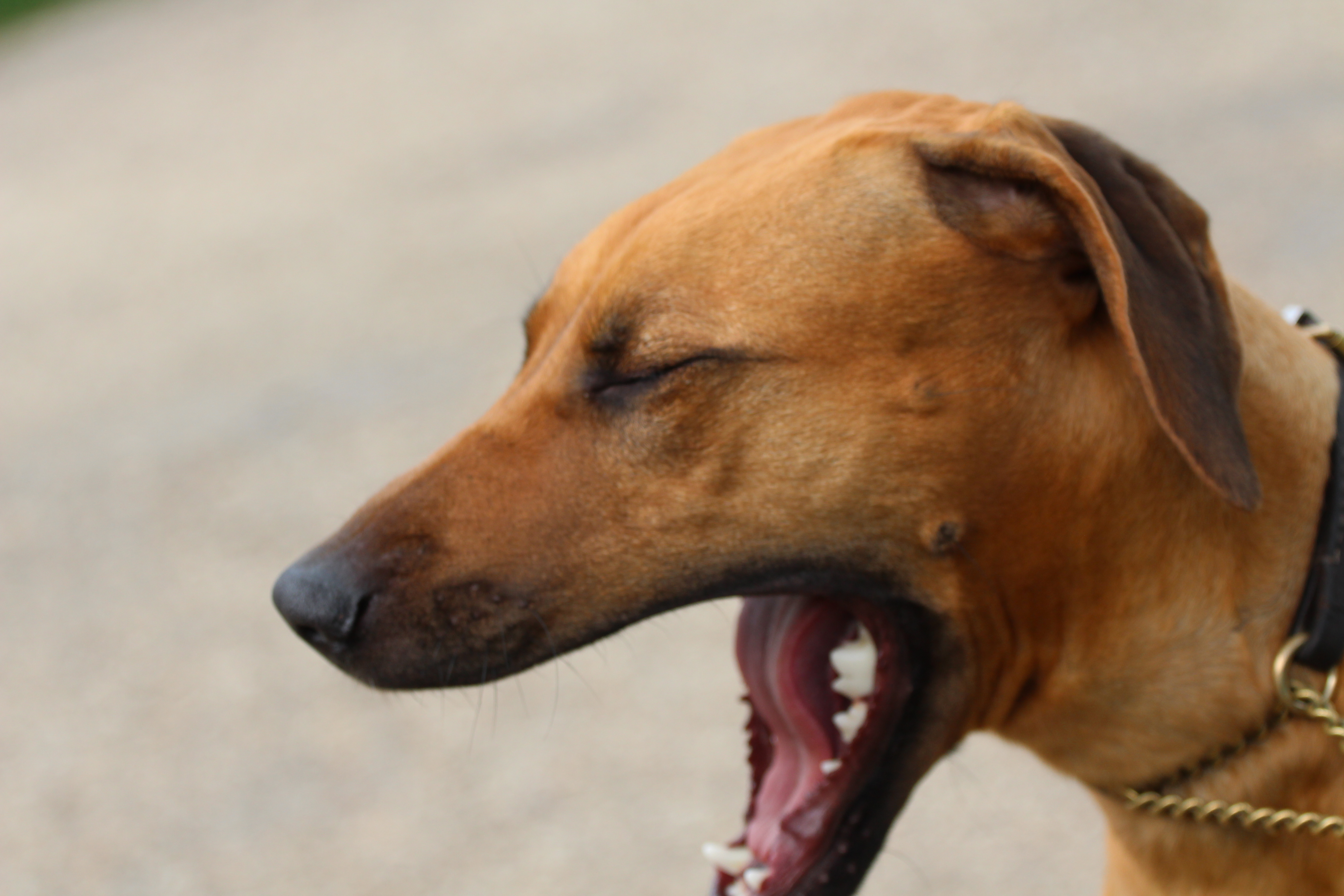 Five Great Dog Breeds From Latin America PetHelpful