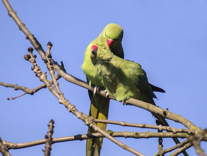 Ring-necked Parakeets