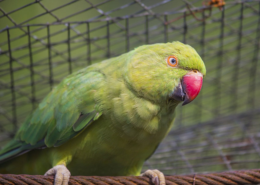 Ring-necked Parakeet noise