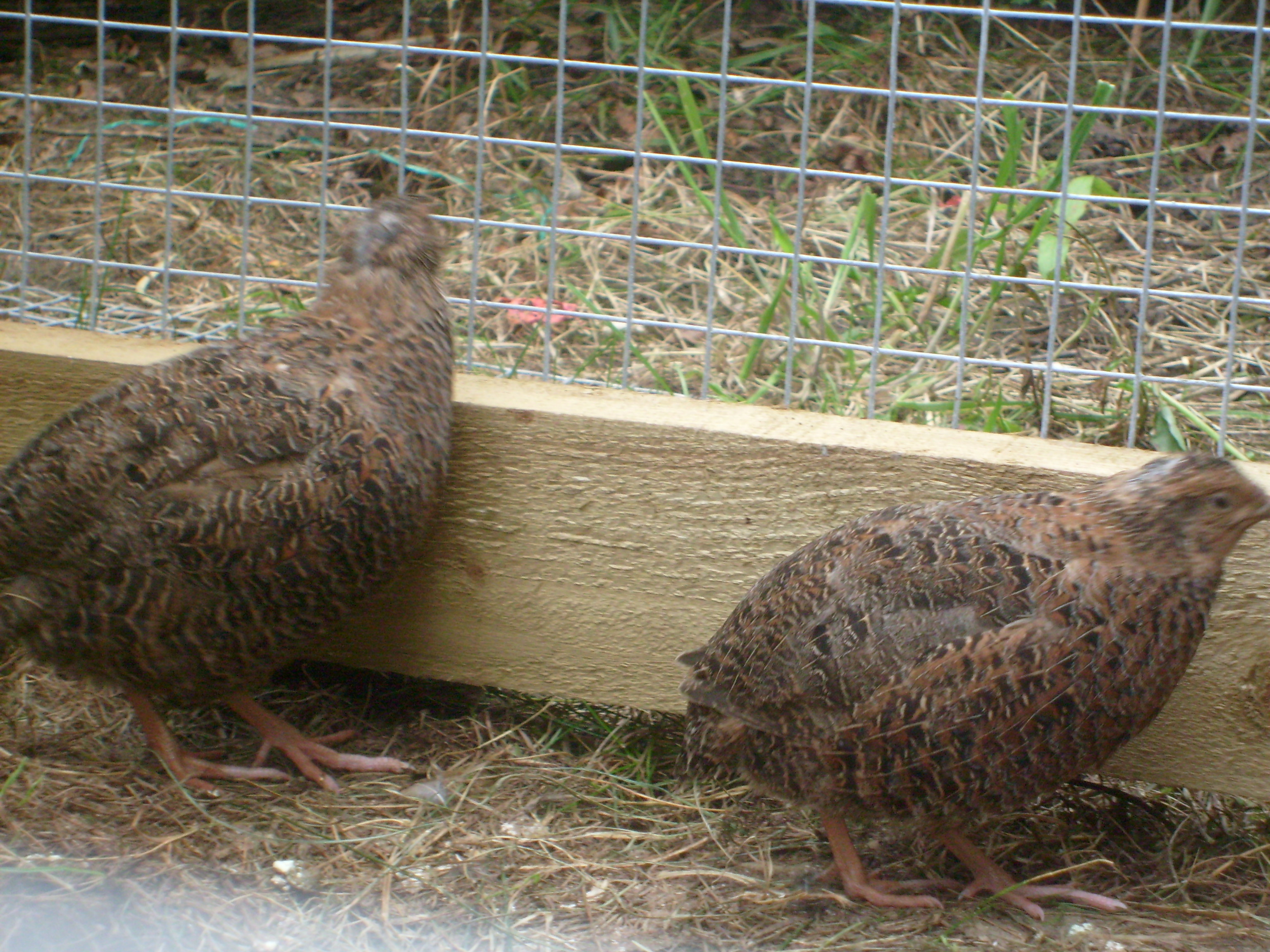 Quail Breeds About Quail Quails Guide Omlet UK