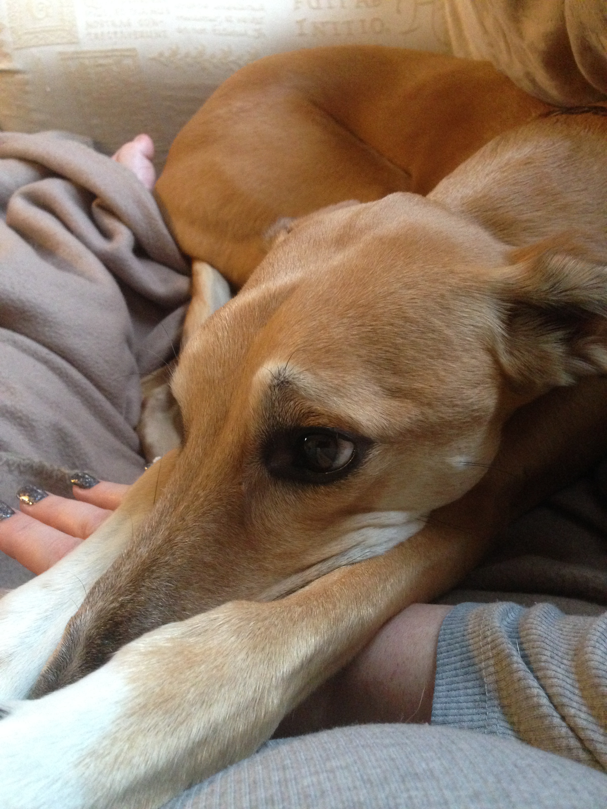 saluki dogs breed information omlet saluki dogs breed information omlet