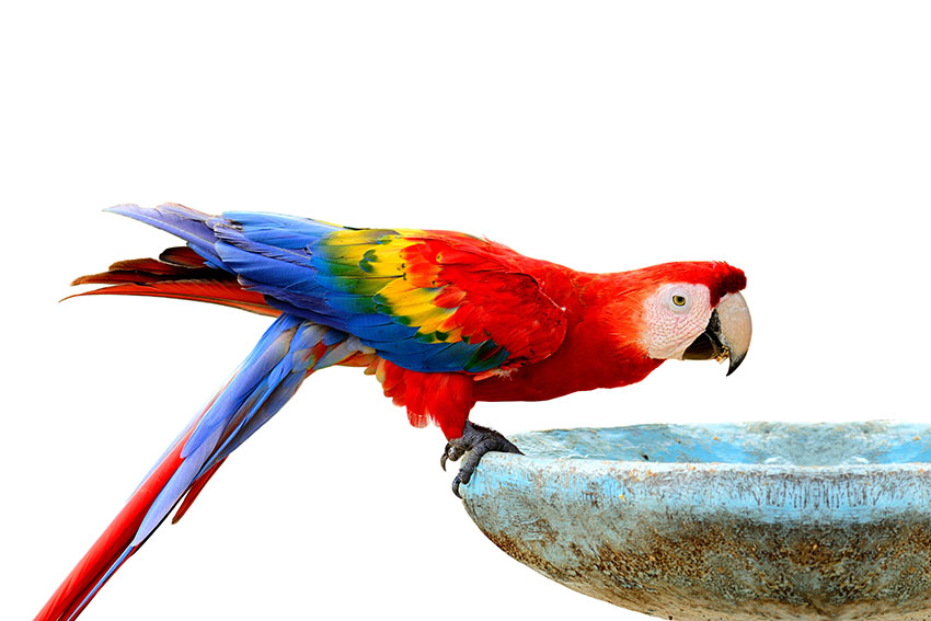 Scarlet Macaw drinking