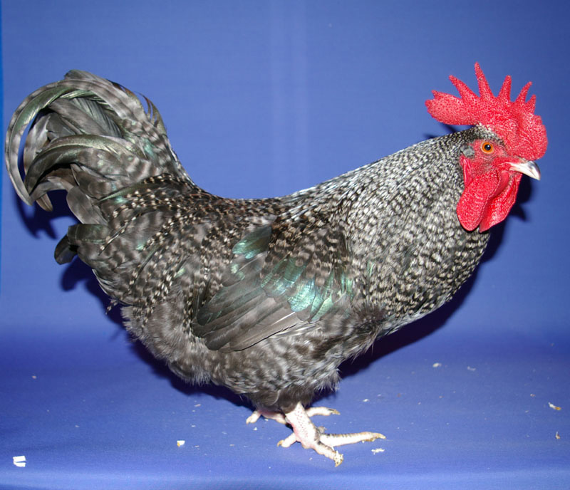Scots Dumpy For Sale Chickens Breed Information Omlet
