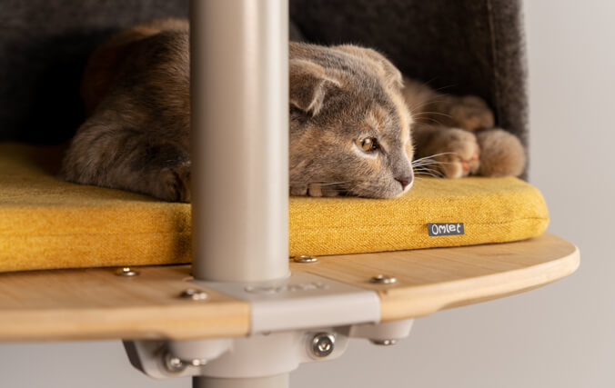 Scottish fold cat resting in a cat tree den