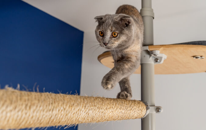 A Scottish fold cat playing on an indoor cat tree