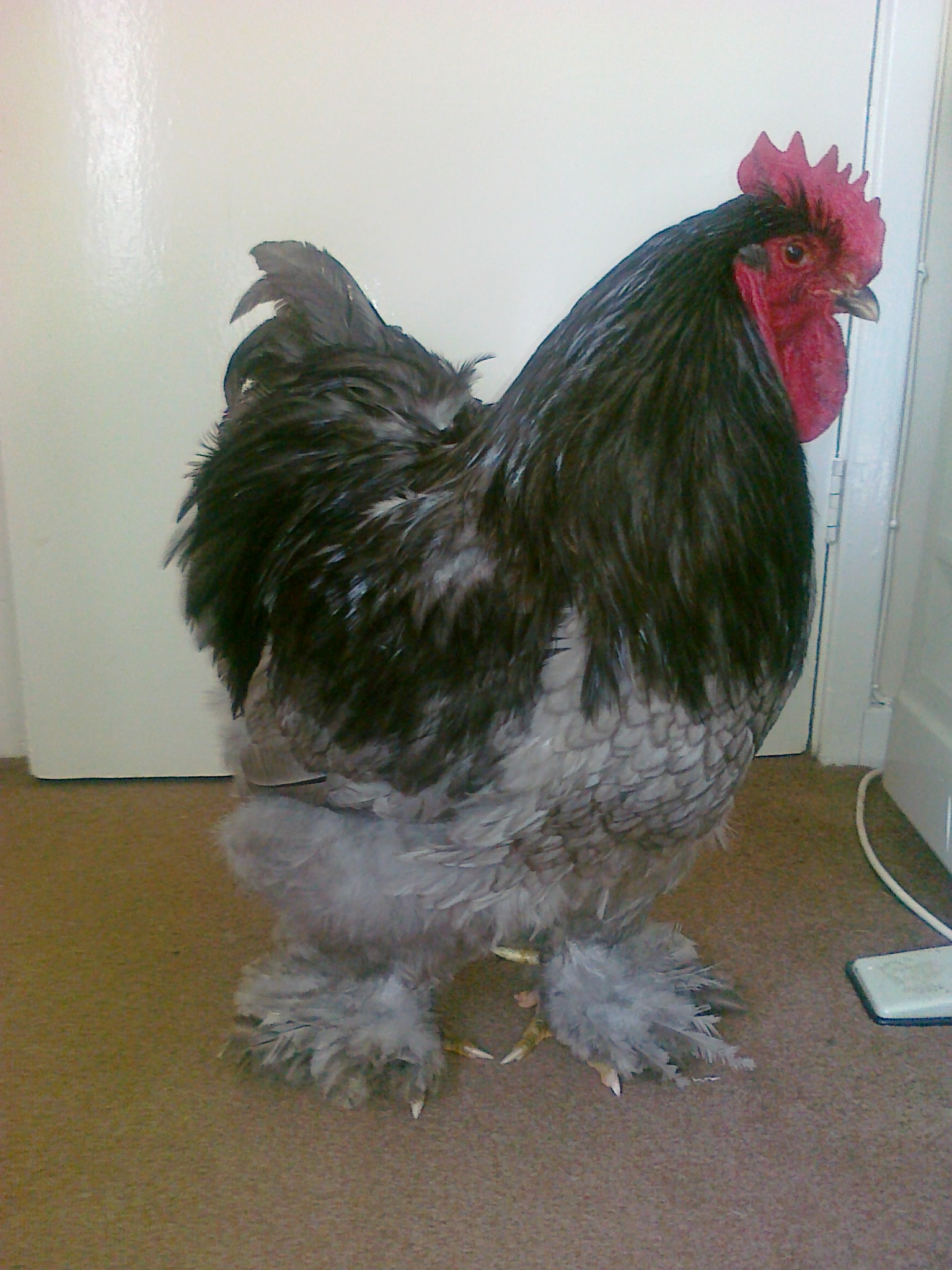 Cochin For Sale Chickens Breed Information Omlet