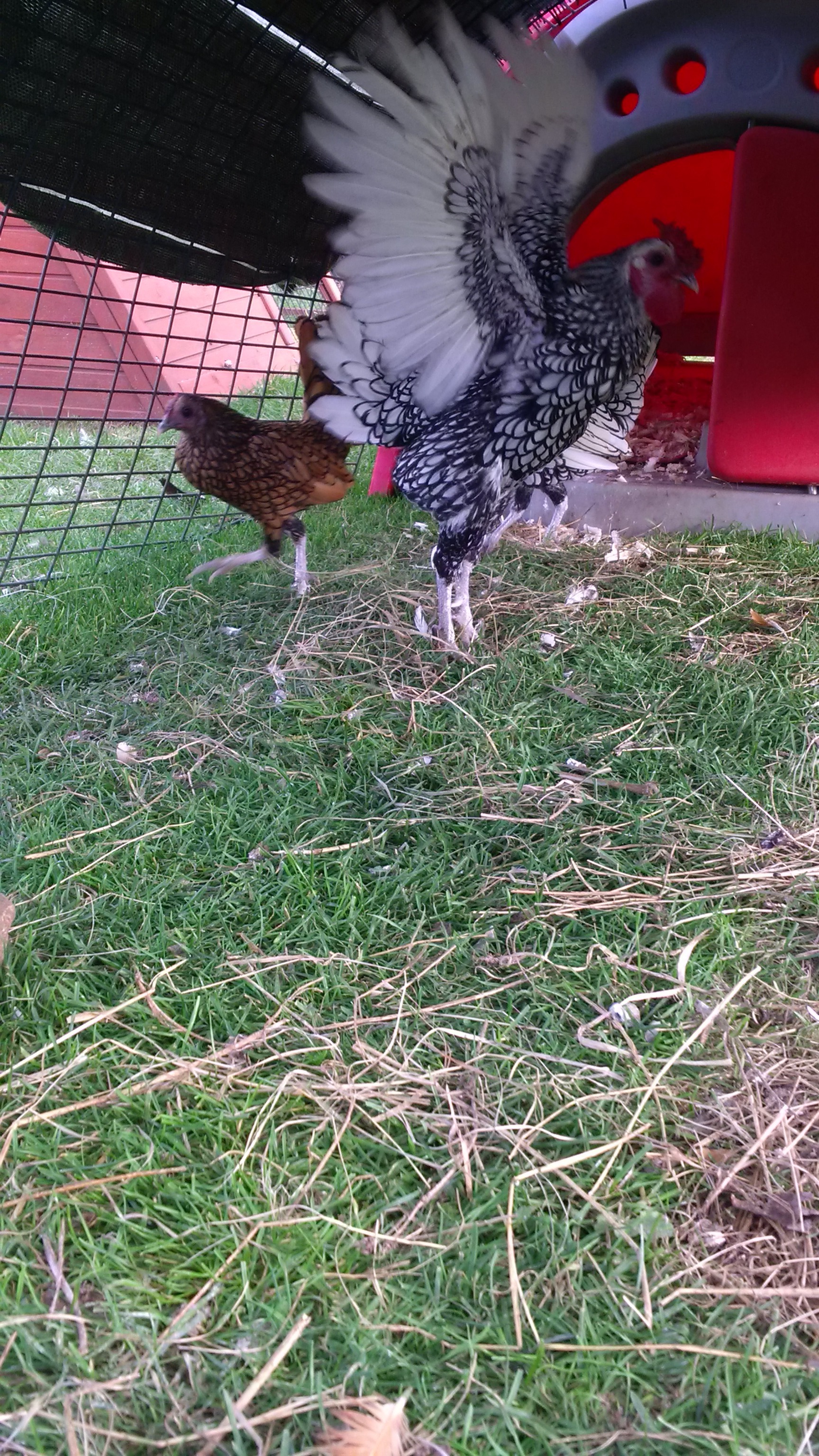 Sebright For Sale Chickens Breed Information Omlet