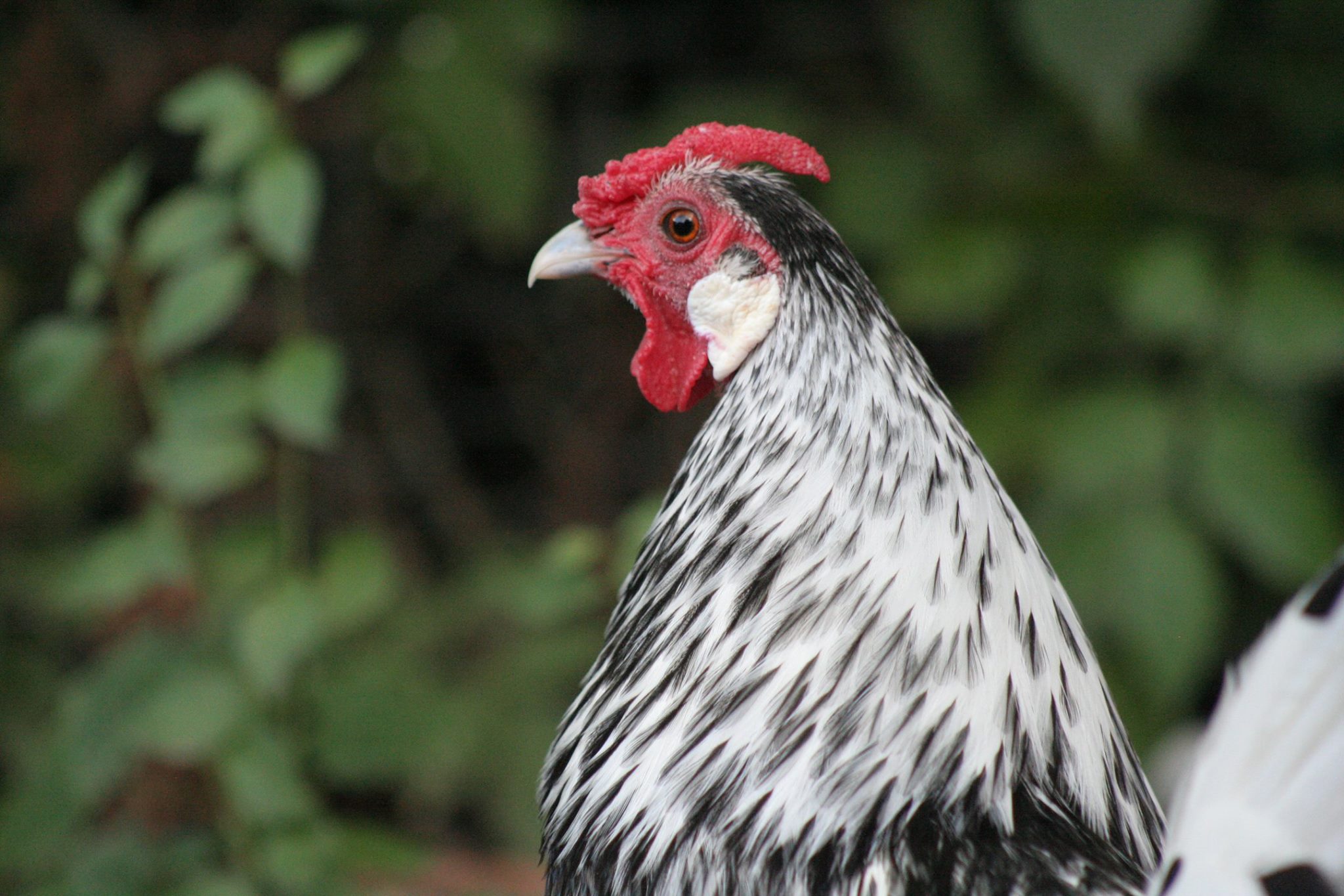 Sebright For Sale Chickens Breed Information Omlet