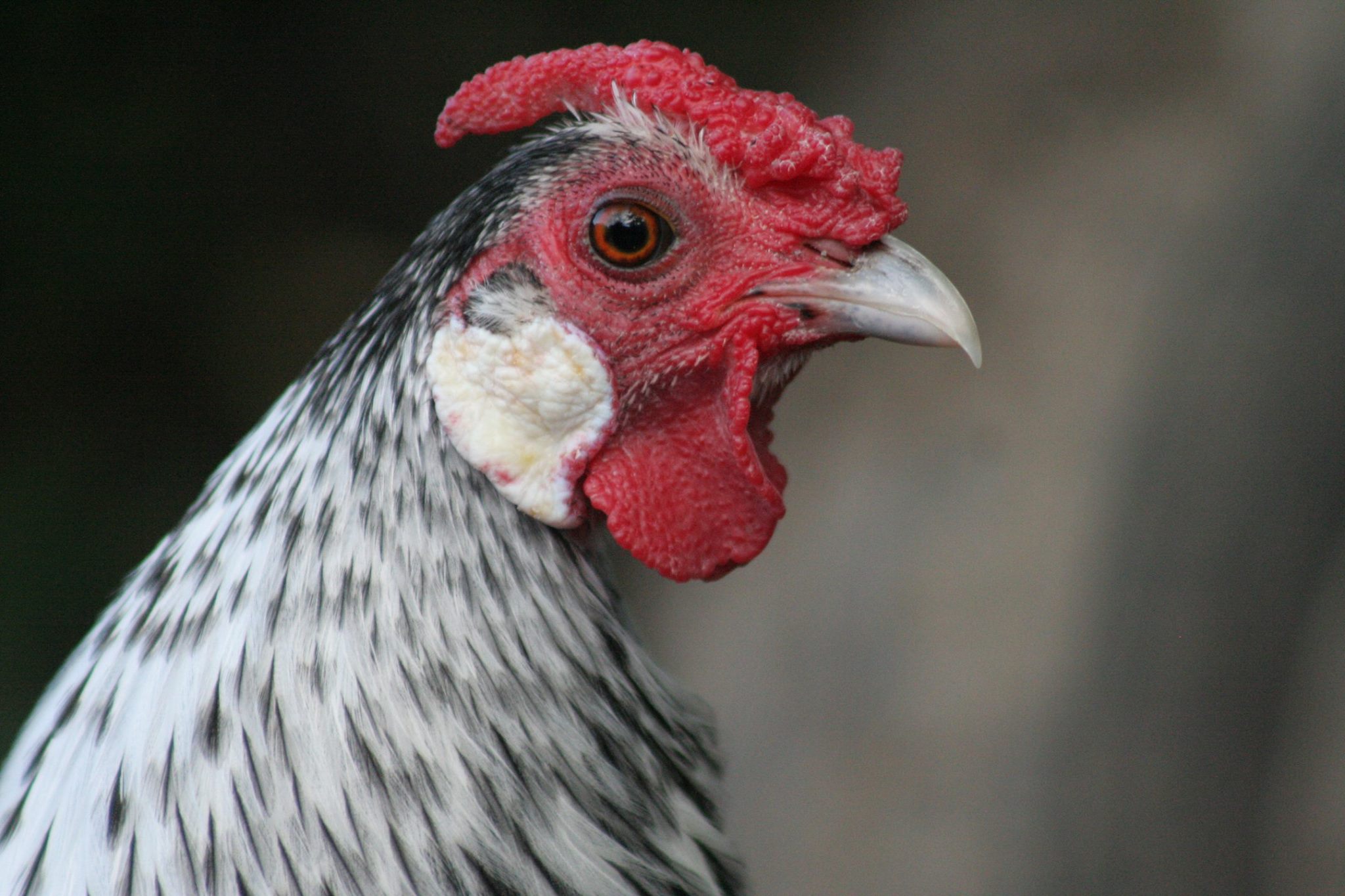 Sebright For Sale Chickens Breed Information Omlet