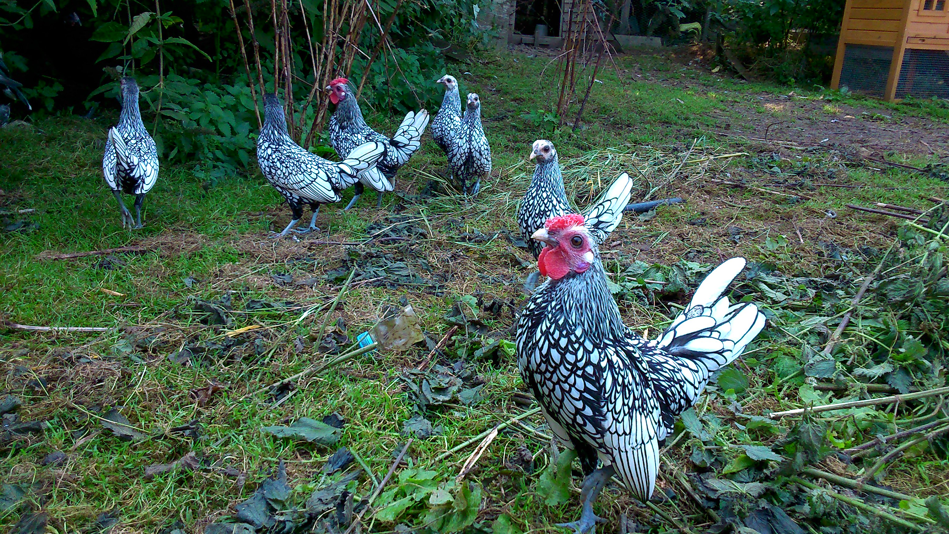Sebright For Sale Chickens Breed Information Omlet