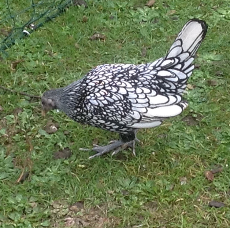 Sebright For Sale Chickens Breed Information Omlet