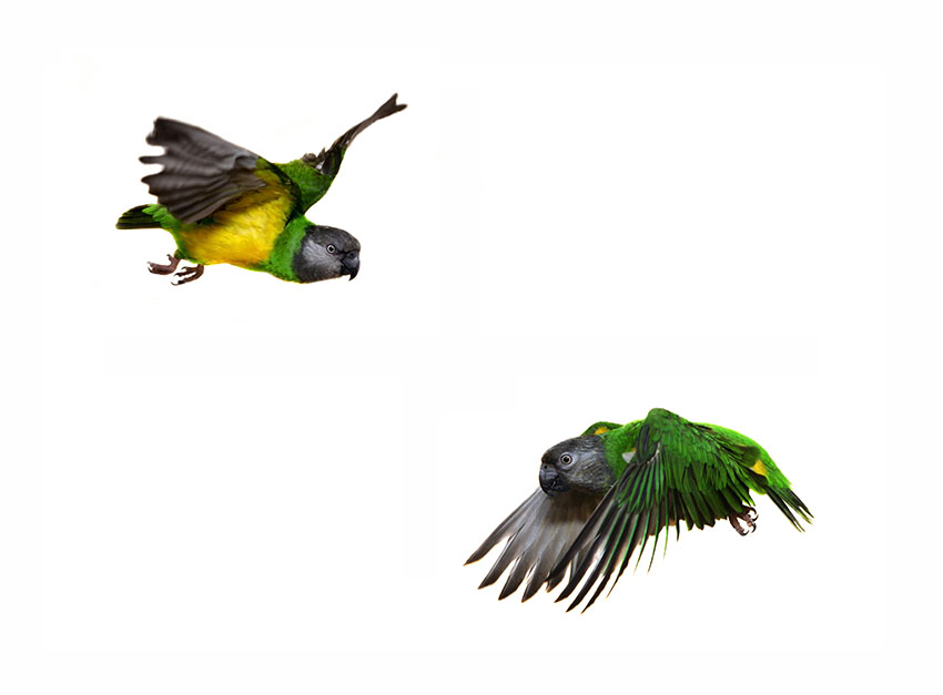 Senegal parrot flying