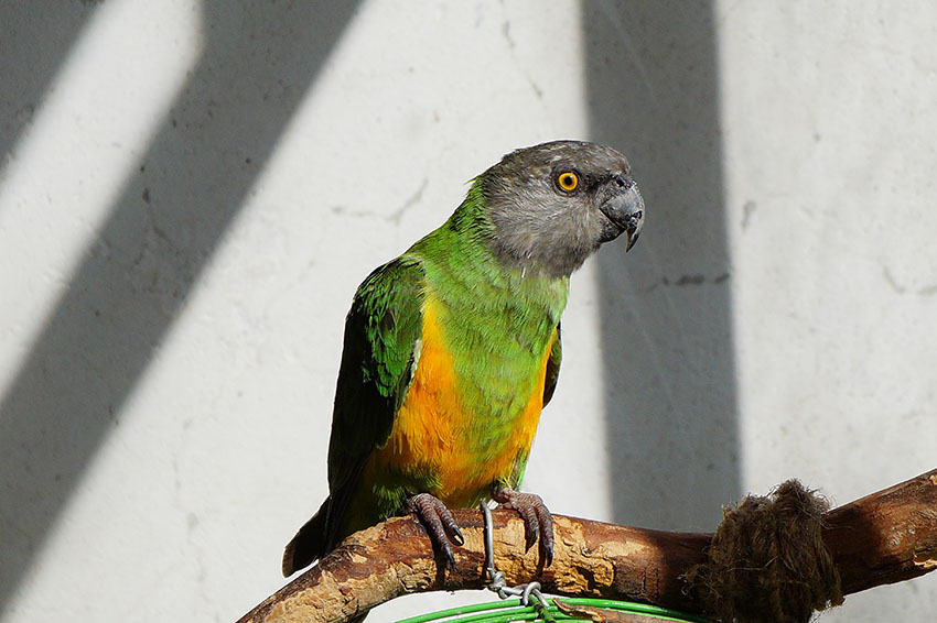 Senegal Parrot