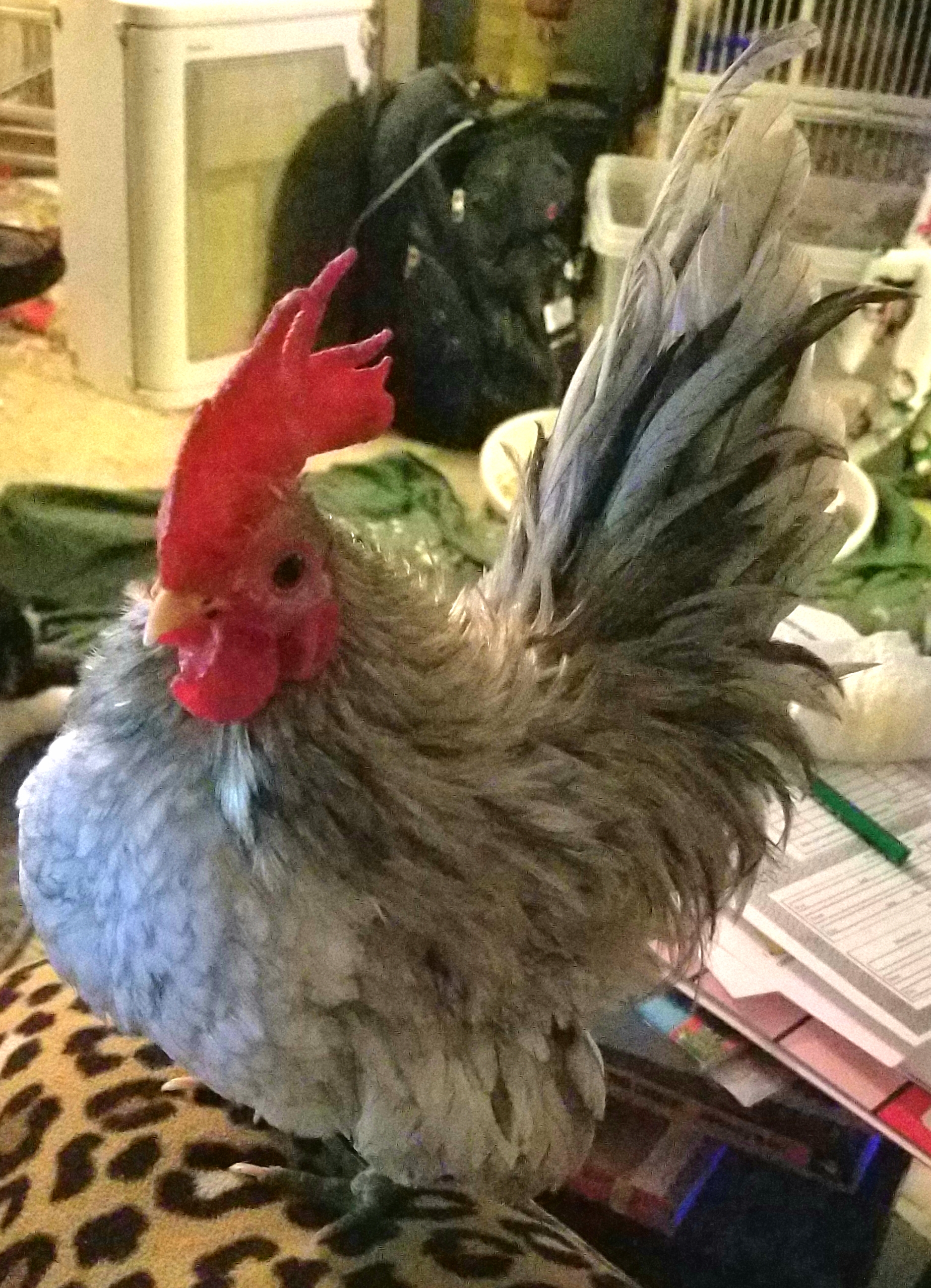 Serama For Sale Chickens Breed Information Omlet