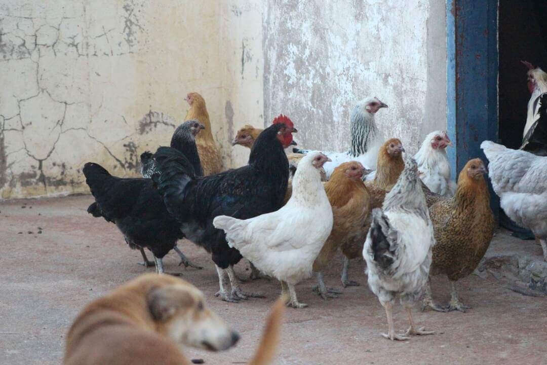 Serama For Sale Chickens Breed Information Omlet
