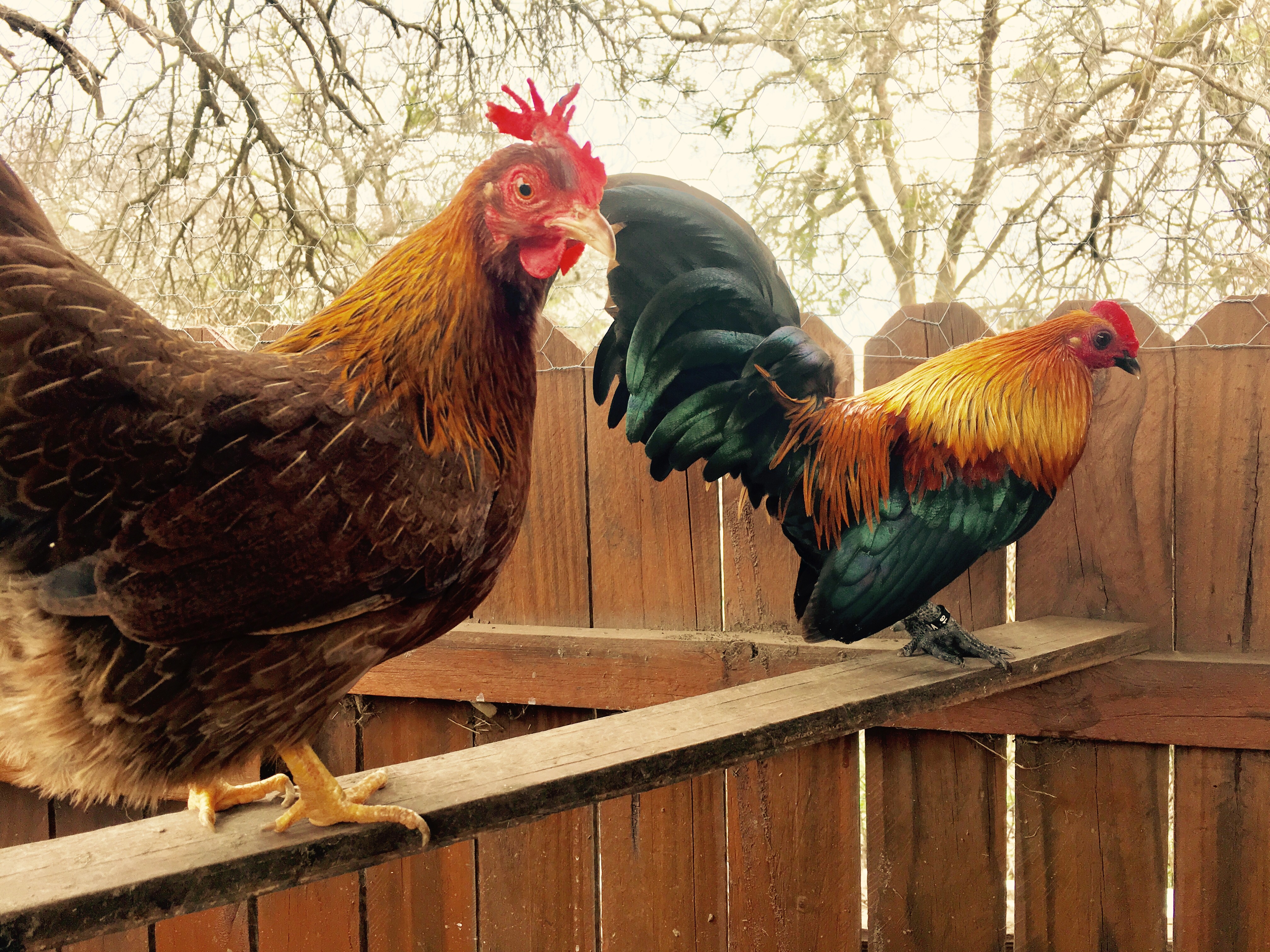 Serama For Sale Chickens Breed Information Omlet