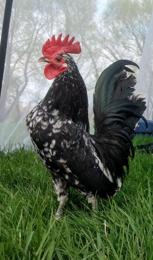 Serama For Sale Chickens Breed Information Omlet 