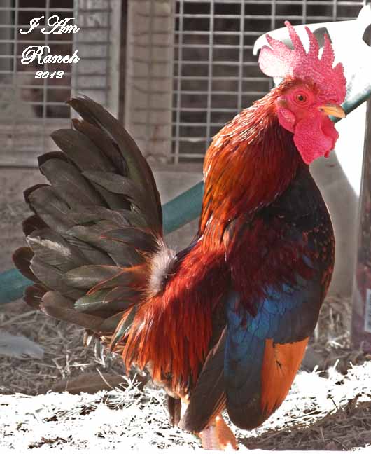 Serama For Sale Chickens Breed Information Omlet