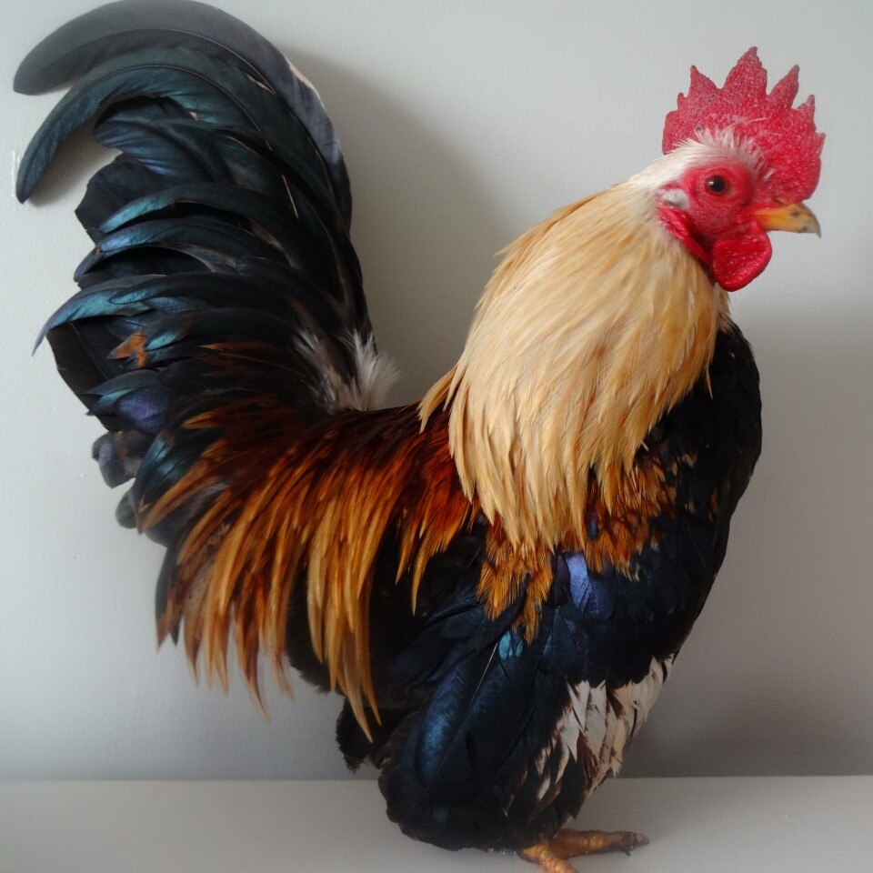 Serama For Sale Chickens Breed Information Omlet